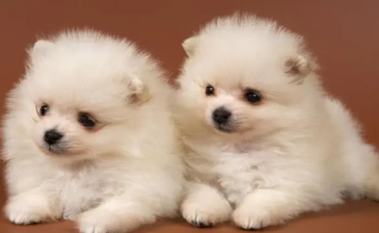 怎样挑选一只出色的博美犬？不妨来看看吧
