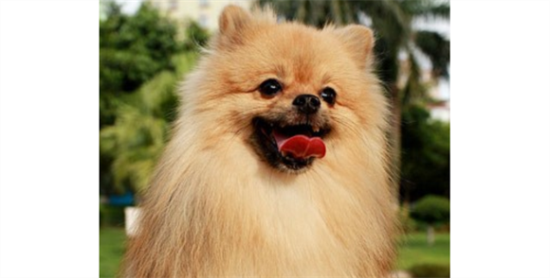 博美犬怎么喂养？喂食要定时定量营养要平衡