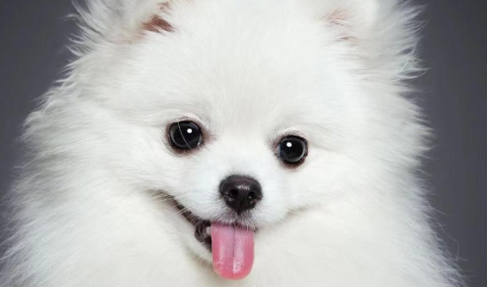 哈多利系博美犬多少钱一只？