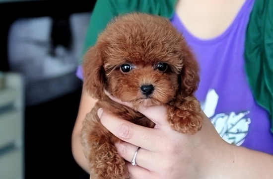 泰迪犬恨主人的表现有哪些？