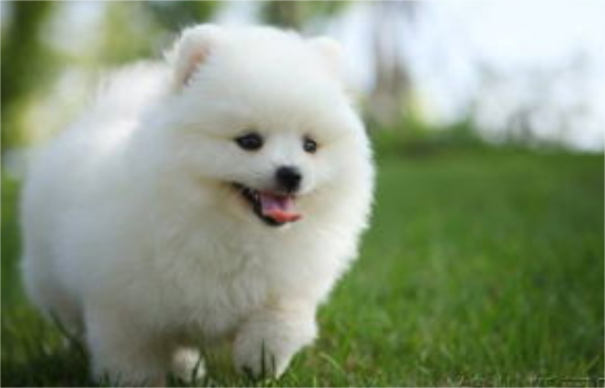 怎么缓解博美犬换牙不舒适？博美犬换牙护理！