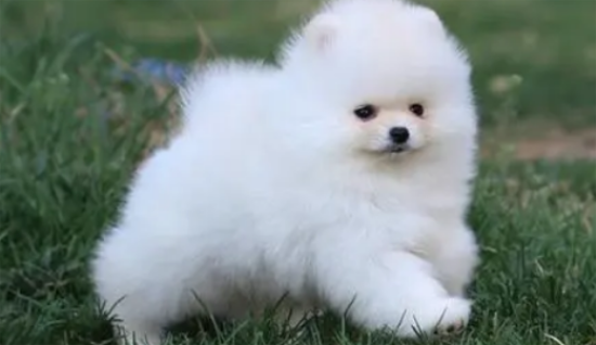 博美犬泪痕重的秘密：原因与解决方案一网打尽