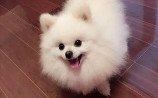 养博美犬的全面指南：创造快乐和谐的伴侣生活