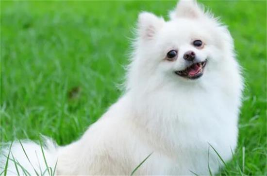 博美犬洗澡的六大忌讳，你中招了吗?