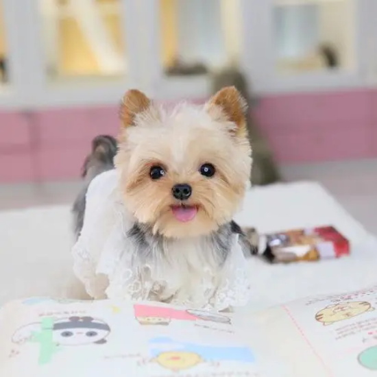 狗狗多打了一针狂犬疫苗会有影响吗？
