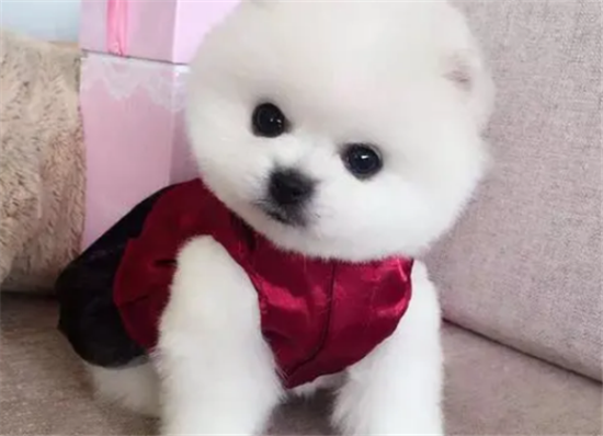 俊介狗多少钱一只？想买的看看本文就知道了