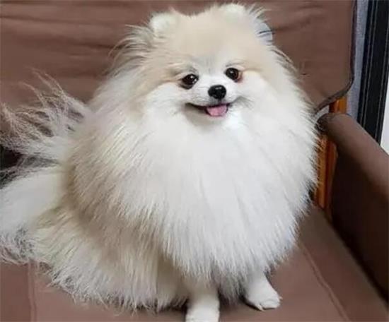博美犬心脏肥大冬季一直咳嗽怎么办？