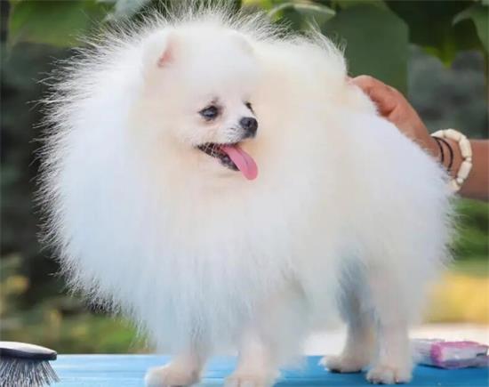喂养博美犬，猫奴最易犯的6个忌讳，给你过吗？