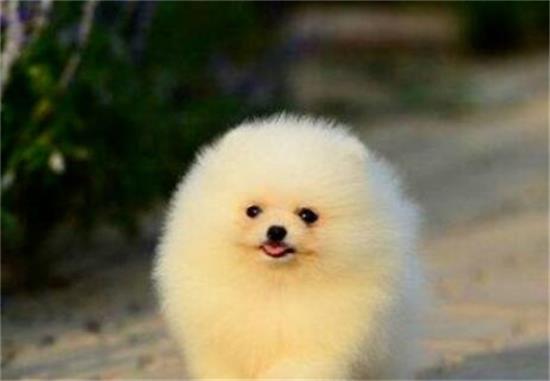 养博美犬的指南：打造温馨与活力的生活伙伴
