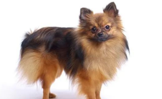 博美犬的魅力与挑战：优缺点全面解析