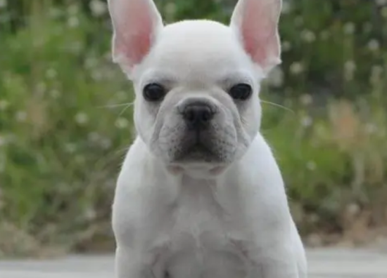 法斗犬和八哥犬区别