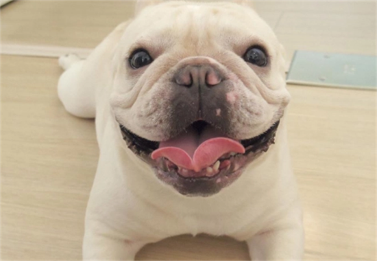 法国斗牛犬的学喂养方法