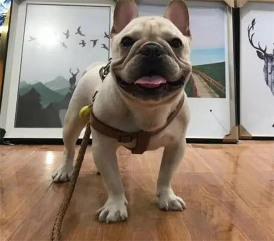 法牛腹泻，处理腹泻的方式有什么？
