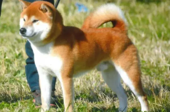 小型柴犬又名什么犬日本名字