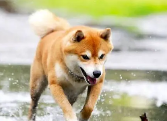 柴犬体重与月份对照表