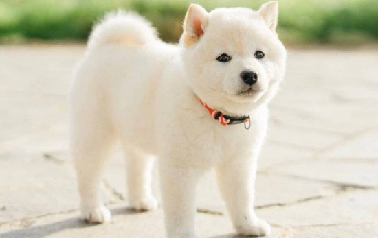 白色柴犬多少钱一只