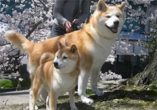 西巴犬和柴犬哪个好养