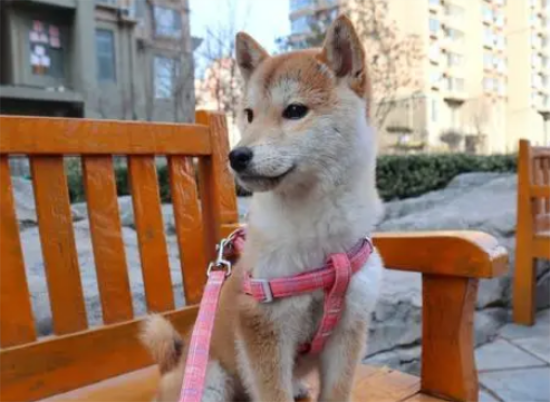 公柴犬的蛋蛋
