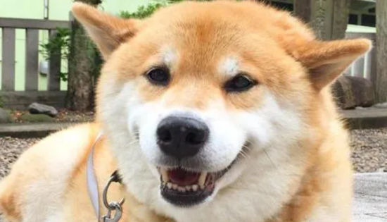 小柴犬怎么看纯不纯
