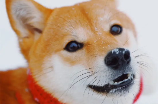 柴犬几个月能看出品相
