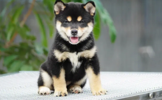 柴犬狗是哪个国家的