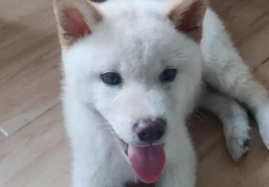 纯白色柴犬图片