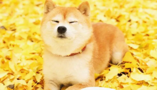 纯种柴犬价格多少钱一只