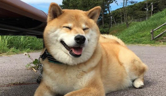 柴犬能长多大