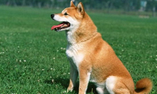 西巴犬是什么狗图片