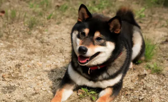 日本柴犬多少钱一只