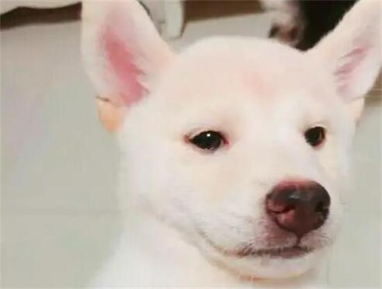 白色柴犬长大后的样子