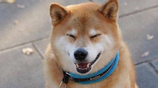 柴犬与秋田犬的区别