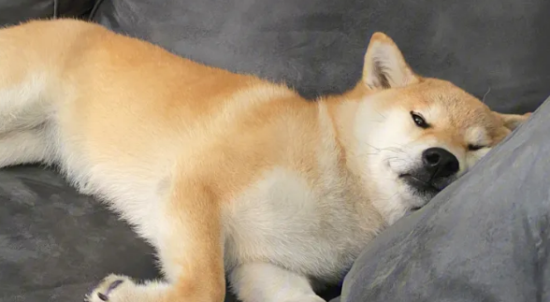 柴犬晚上在笼子里睡还是散养