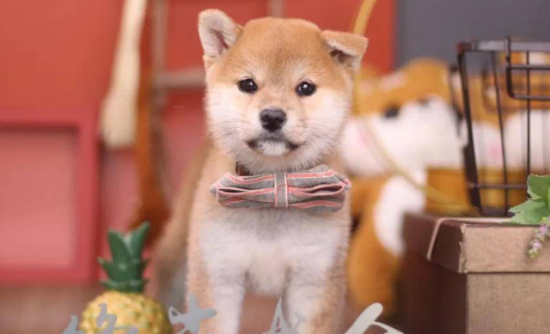 不纯的柴犬长大后的样子