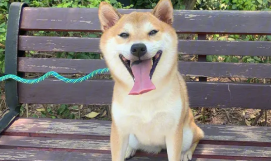 三个月左右的柴犬吃多少合适呢