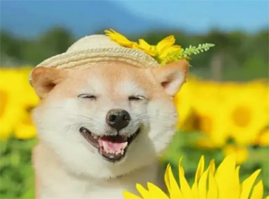 柴犬的智商相当于人几岁