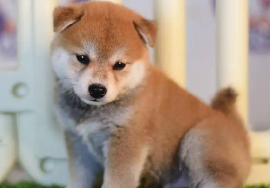 上海柴犬价格多少钱一只啊
