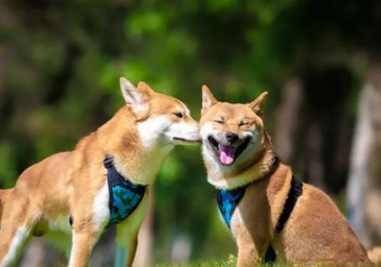 柴犬智商排名第几