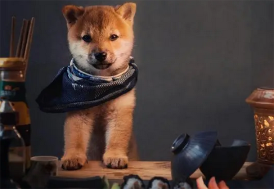 柴犬一岁算成犬吗