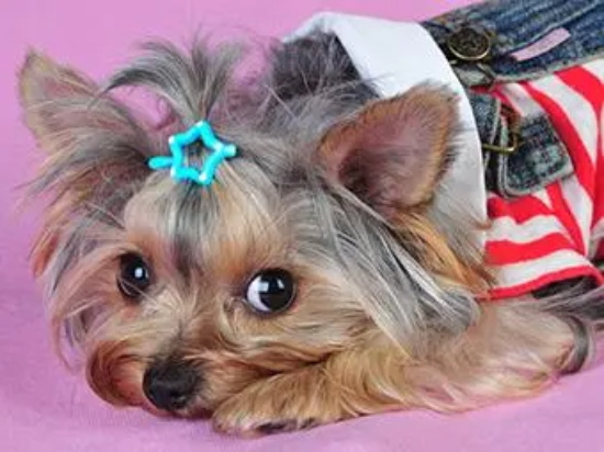 犬瘟要治疗多长时间？