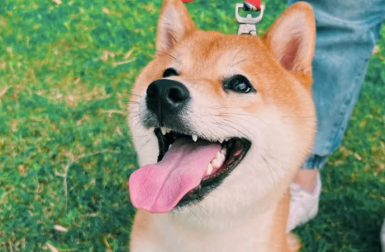 柴犬爱主人的表现