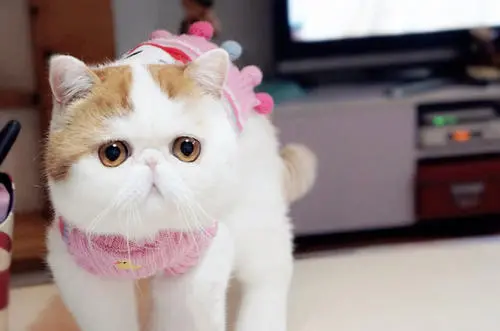 猫咪传腹 初期症状