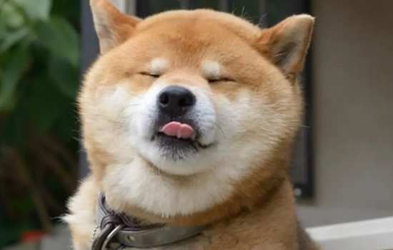 柴犬的特点和性格