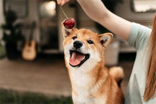 养柴犬需要准备什么东西呢
