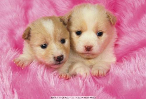 幼犬狗粮怎么泡 要泡多久