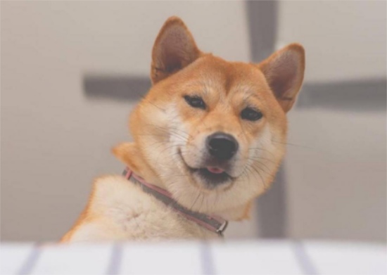 柴犬怎么判断年龄