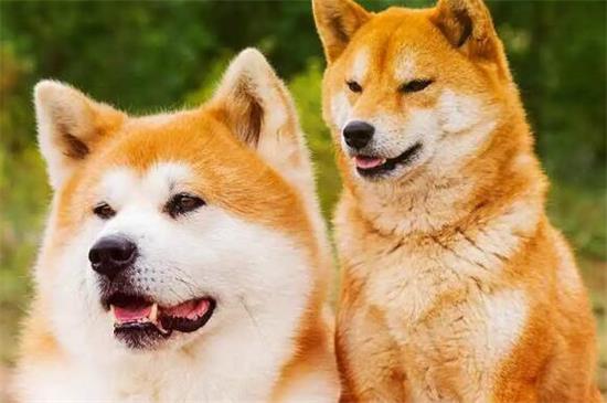 柴犬是秋田犬吗
