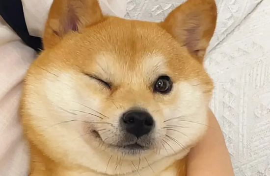 柴犬是否适合家养
