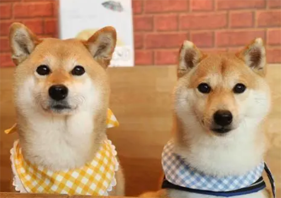 柴犬适合新手养吗