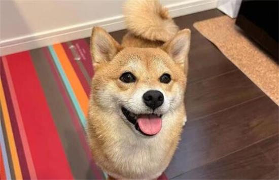 养柴犬一个月花费多少